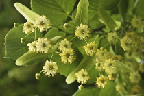 Linden, Lime tree, Tilia europea.