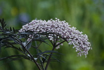 Elder, Sambucus nigra 'Black Lace'.