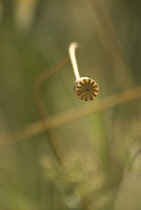 Poppy, Papaver rhoeas.