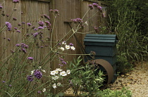 Verbena, Brazilian verbena, Verbena bonariensis.