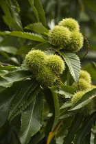 Chestnut, Sweet chestnut, Castanea sativa.