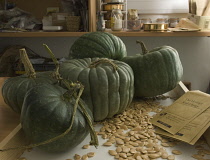 Pumpkin, Curcubita maxima 'Queensland blue'.