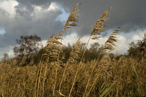 Reeds, Sedge, Phragmites australis.