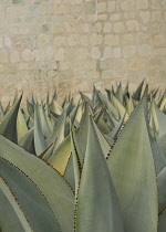 Agave, Agave celsii.