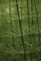 Horsetail, Field horsetail, Equisetum arvense.