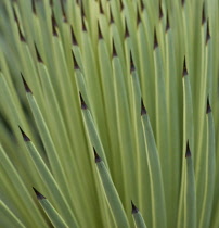 Agave, Agave stricta.