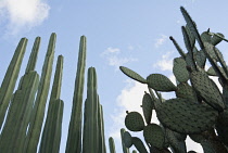 Cactus, mexican fence post cactus, Pachycereus Marginatus.
