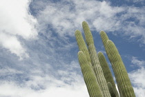 Cactus, Saguaro cactus, Carnegiea gigantea.