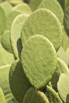 Pricklypearcactus, Opuntia.