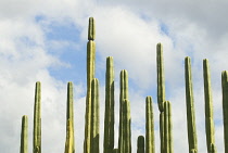 Cactus, mexican fence post cactus, Pachycereus Marginatus.