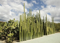 Cactus, mexican fence post cactus, Pachycereus Marginatus.