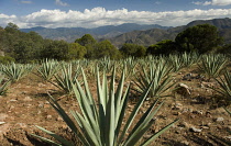 Agave, Agave tequiliana.