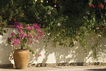 Bougainvillea.