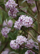 Daphne, Daphne odora.