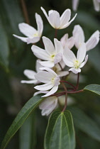 Clematis, Clematis armandii.