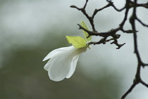 Magnolia, Magnolia kobus.