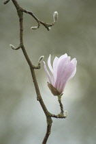 Magnolia, Magnolia kobus.