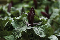 Trillium, Trillium chloropetalum.