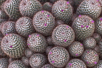 Cactus, Pincushion cactus, Mammillaria bombycina.