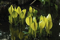 Skunkcabbage, Lysichiton americanus.