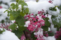 Flowering Currant, Ribes sanguineum.