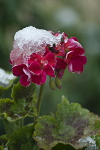 Pelargonium.