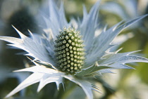 Sea Holly, Miss Wilmott's ghost, Eryngium giganteum 'Miss Wilmott's ghost'.