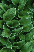 Hosta, Hosta sieboldiana.