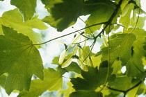 Sycamore, Acer pseudoplatanus.