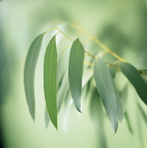 Eucalyptus, Eucalyptus globulus.