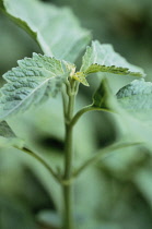 Patchouli, Pogostemon cablin.