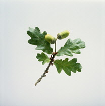 Oak, Acorn, Quercus robur.