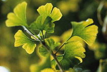 Gingko, Maidenhair tree, Gingko biloba.