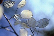 Honesty, Lunaria annua.