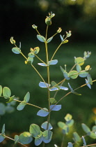 Eucalyptus, Eucalyptus gunnii.