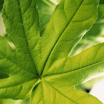 Fatsia, Fatsia japonica.