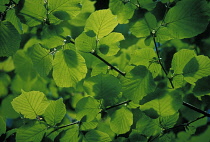 Linden, Lime tree, Tilia europea.