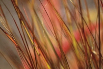 Pheasanttailgrass, Stipa arundinacea 'Autumn tints'.