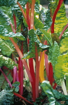 Swiss Chard, Beta vulgaris 'Bright Lights'.