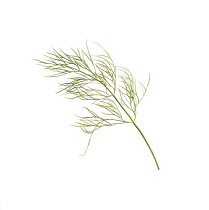 Dill, Anethum graveolens.