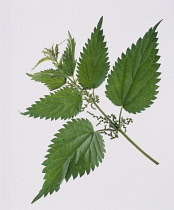 Nettle, Urtica dioica.