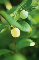 Snow-berry, Gaultheria hispida.