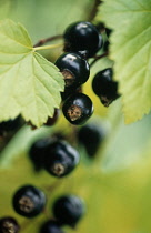 Currant, Blackcurrant, Ribes nigrum.