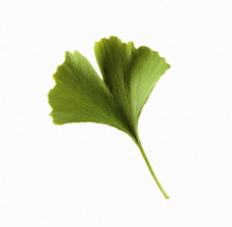 Gingko, Maidenhair tree, Gingko biloba.