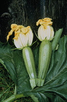 Courgette, Curcubita pepo.