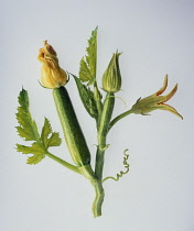 Courgette, Curcubita pepo.