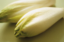 Chicory, Cichorium intybus.