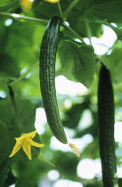 Cucumber, Cucumis sativus.