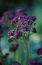 Broccoli, Purple sprouting broccoli, Brassica oleracea botrytis italica.