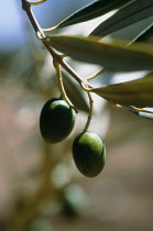 Olive, Olea europea.